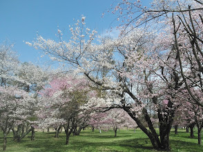 さくら公園