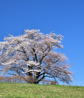 為内（いない）の一本桜