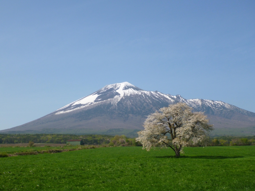 上坊（うわぼう）の一本桜